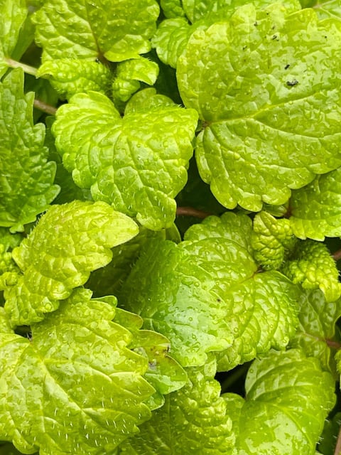 Lemon Balm